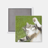 Katze auf Gras liegen, nah Magnet (Vorderseite/Rückseite)