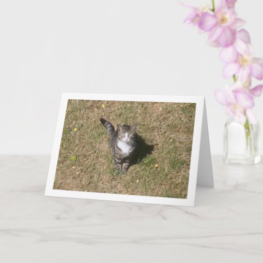 Katze auf Grasportrait Karte (Orchidee)