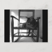 Katze auf Rocker Postkarte (Vorderseite)
