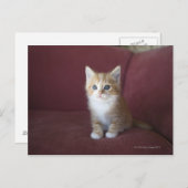 Katze auf Sofa Postkarte (Vorne/Hinten)