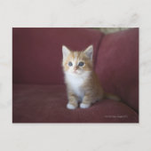 Katze auf Sofa Postkarte (Vorderseite)
