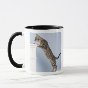 Katze auf Stuhl, Dusseldorf, Nord Tasse