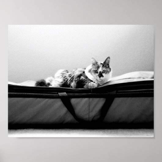 Katze auf Tasche Poster (Vorne)