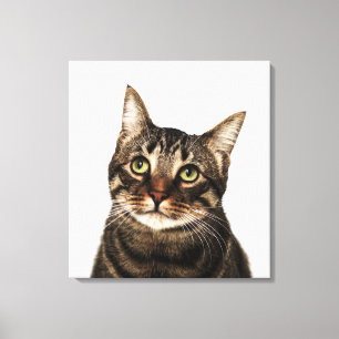 Katze auf weißem Hintergrund 2 Leinwanddruck