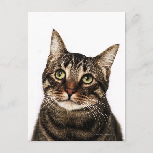 Katze auf weißem Hintergrund 2 Postkarte (Vorderseite)