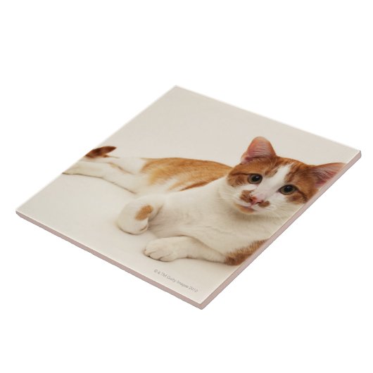 Katze auf weißem Hintergrund Fliese (Seite)