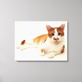 Katze auf weißem Hintergrund Leinwanddruck