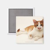 Katze auf weißem Hintergrund Magnet (Vorderseite/Rückseite)
