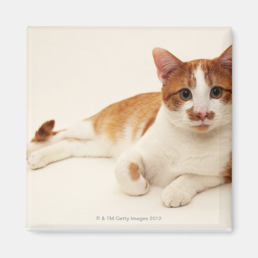 Katze auf weißem Hintergrund Magnet (Vorne)