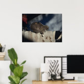 Katze auf Zaun (13) Plakat (Heimbüro)