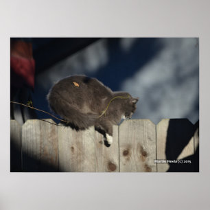 Katze auf Zaun (13) Plakat