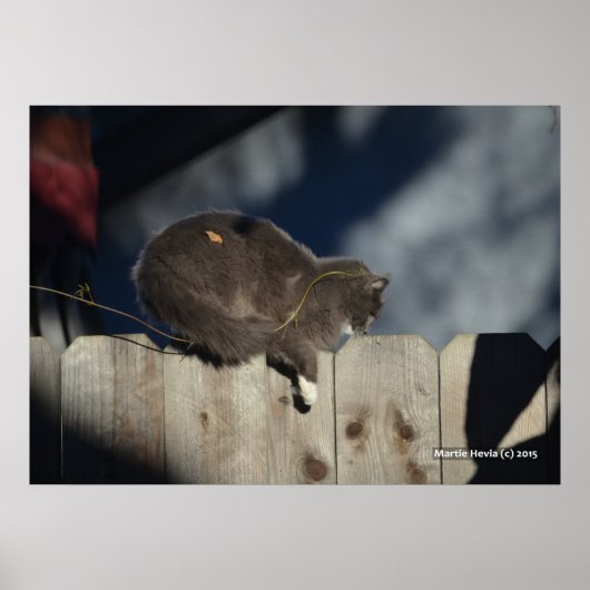 Katze auf Zaun (13) Plakat (Vorne)