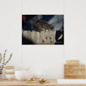 Katze auf Zaun (14) Plakat (Küche)