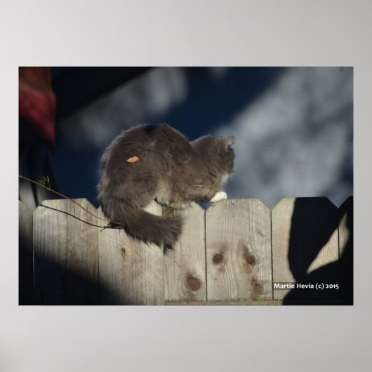 Katze auf Zaun (15) Plakat (Vorne)
