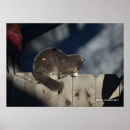 Katze auf Zaun (16) Plakat