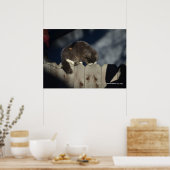 Katze auf Zaun (17) Plakat (Küche)