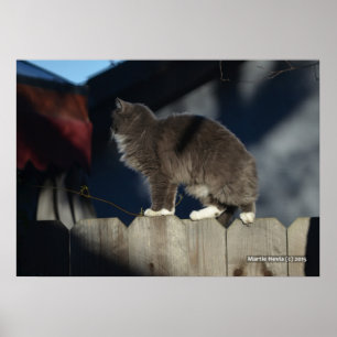 Katze auf Zaun (20) Plakat