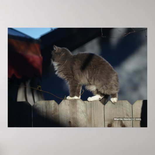 Katze auf Zaun (20) Plakat (Vorne)