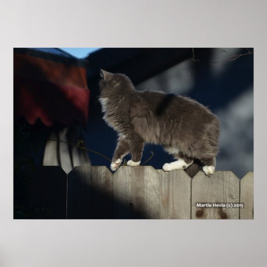 Katze auf Zaun (21) Plakat (Vorne)