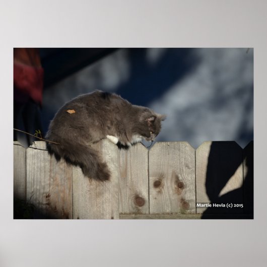 Katze auf Zaun (2) Plakat (Vorne)