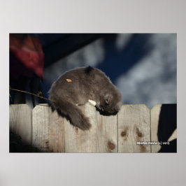 Katze auf Zaun (3) Plakat