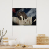 Katze auf Zaun (4) Plakat (Küche)