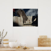 Katze auf Zaun (6) Plakat (Küche)
