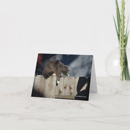 Katze auf Zaun (9) Karte (Vorderseite)