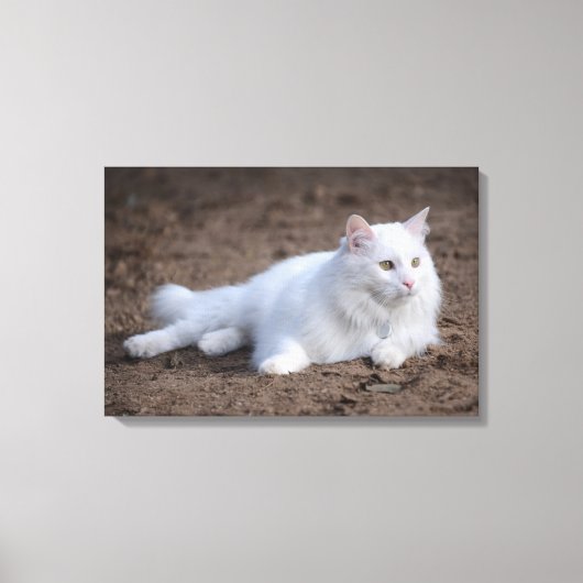 Katze aus weißer türkischer Angora auf braunem Hin Leinwanddruck (Vorderseite)