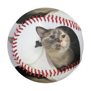 Katze Baseball