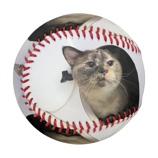 Katze Baseball (Vorderseite Links)