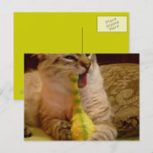 Katze bekommt Dinosaurier Postkarte (Vorne/Hinten)