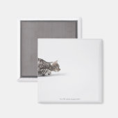 Katze bereit zum Ausstoßen Magnet (Vorderseite/Rückseite)