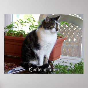 Katze Betrachtungsplakat Poster