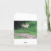 Katze, Bonbon einer, Geburtstag Karte (Rückseite)