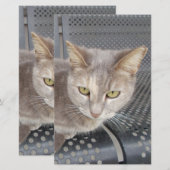 Katze Briefpapier (Vorne/Hinten)