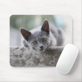 Katze, Britische Kurzhaar, Kätzchen Mousepad (Mit Mouse)