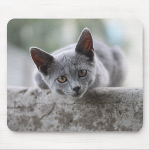 Katze, Britische Kurzhaar, Kätzchen Mousepad