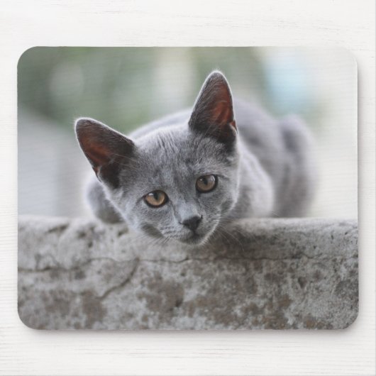 Katze, Britische Kurzhaar, Kätzchen Mousepad (Vorne)