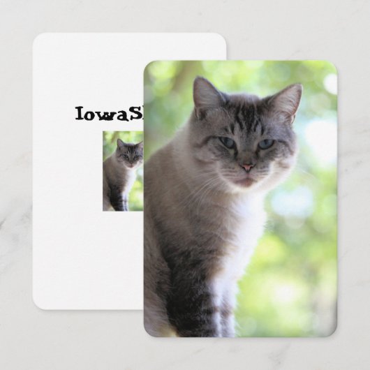 Katze Dankeskarte (Vorne/Hinten)