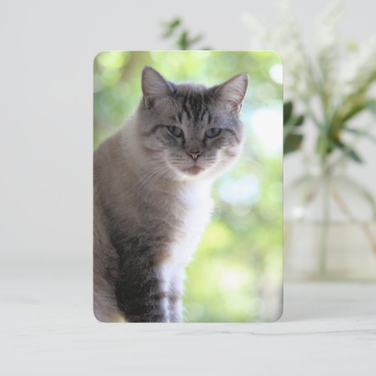 Katze Dankeskarte (Stehend Vorderseite)