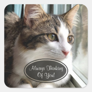 Katze, die an Sie Aufkleber denkt