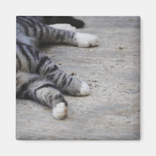 Katze, die auf Bürgersteig legt Magnet