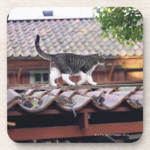 Katze, die auf Dach der Halle geht Untersetzer