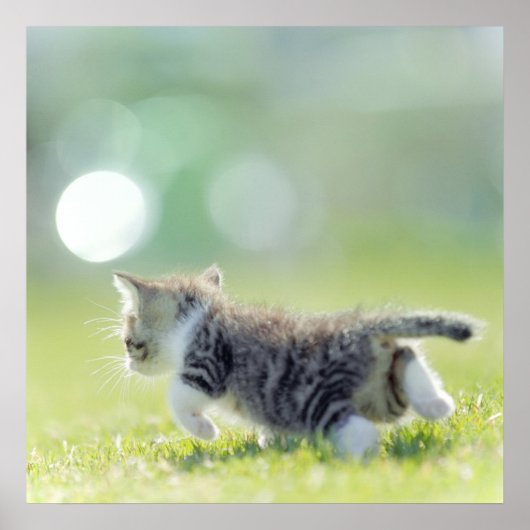 Katze, die auf dem Grasfeld läuft. Poster (Vorne)