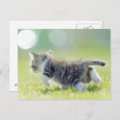 Katze, die auf dem Grasfeld läuft. Postkarte (Vorne/Hinten)