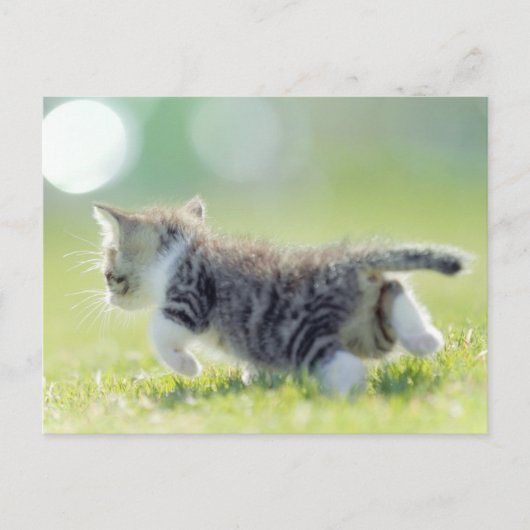 Katze, die auf dem Grasfeld läuft. Postkarte (Vorderseite)