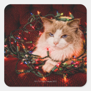 Katze, die auf einem Ball der Weihnachtslichter Quadratischer Aufkleber