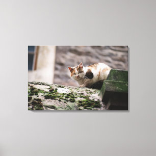 Katze, die auf Felsenwand sich duckt Leinwanddruck