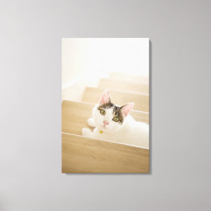 Katze, die auf Treppe liegt Leinwanddruck